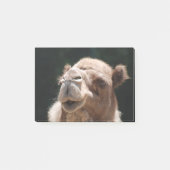 Hump Day Camel Post-it® Notes (Voorkant)