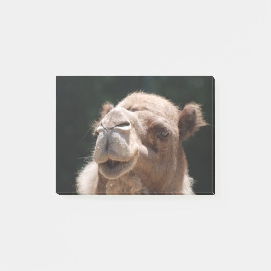 Hump Day Camel Post-it® Notes (Voorkant)