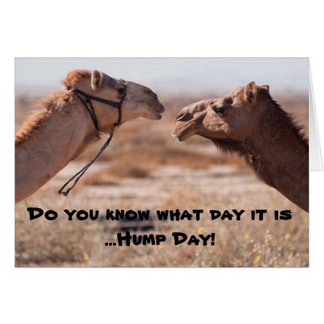 Hump Day-kamels (Voorkant Horizontaal)
