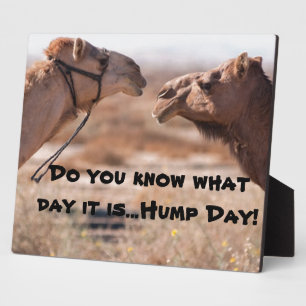 Hump Day-kamels Fotoplaat