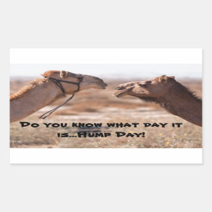 Hump Day-kamels Rechthoekige Sticker
