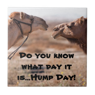 Hump Day-kamels Tegeltje