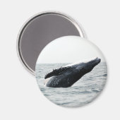 Humpback walvis breekt magneet (Voorkant / Achterkant)