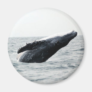 Humpback walvis breekt magneet