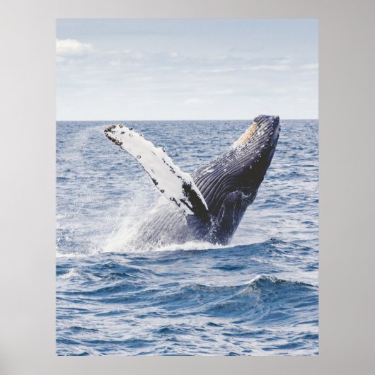 Humpback walvis die de verenigde staten schendt poster (Voorkant)