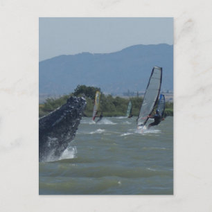 Humpback Whale Baching door Windsurfers Briefkaart