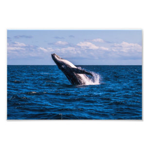 Humpback Whale Baching Foto Print Afdruk