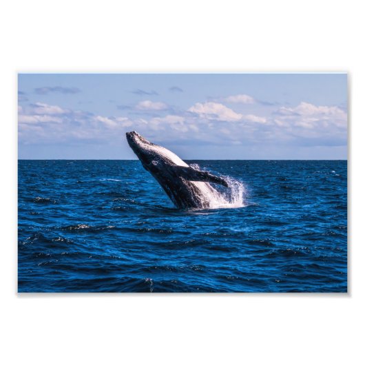 Humpback Whale Baching Foto Print Afdruk (Voorkant)