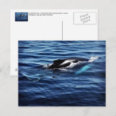 Humpback Whale Briefkaart (Voorkant / Achterkant)