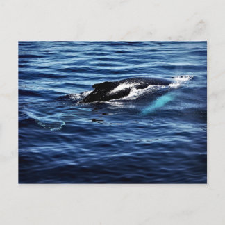 Humpback Whale Briefkaart