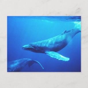 Humpback Whale Briefkaart