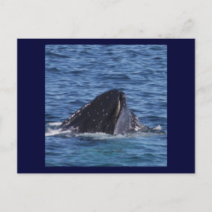 Humpback Whale Briefkaart