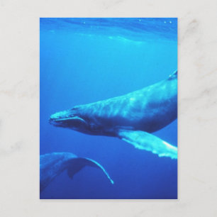 Humpback Whale Briefkaart