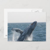 Humpback Whale Briefkaart (Voorkant / Achterkant)