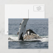 Humpback Whale Briefkaart (Voorkant / Achterkant)