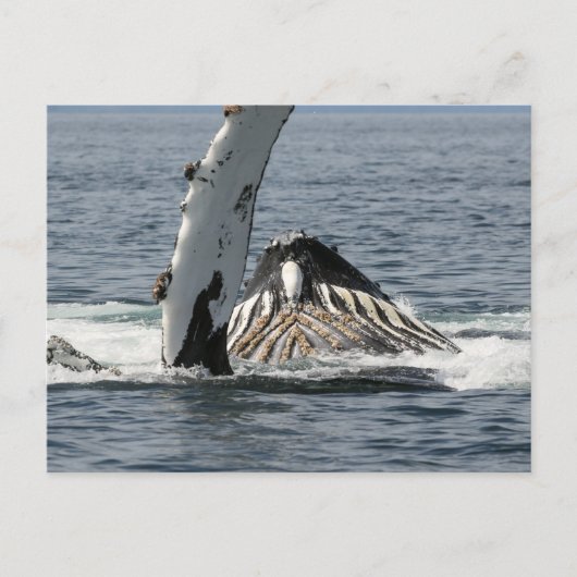 Humpback Whale Briefkaart (Voorkant)