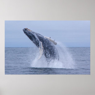 Humpback Whale Calf Print