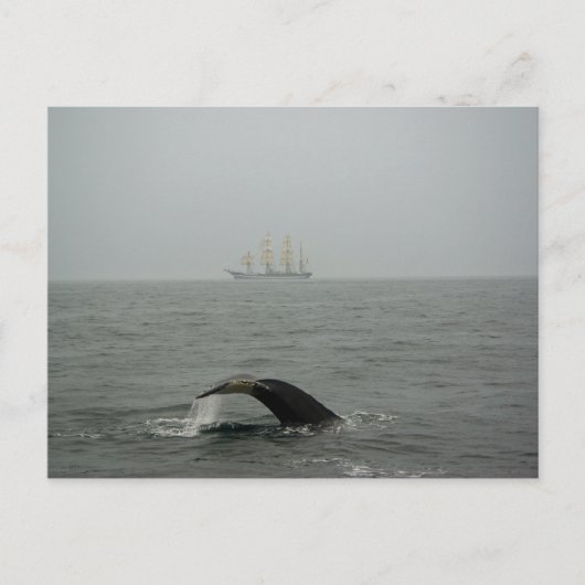 Humpback Whale en Tall Ship 2 Briefkaart (Voorkant)