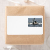 Humpback Whale Etiket (Insitu)