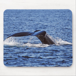 Humpback Whale Fluke, Victoria, BC Muismat