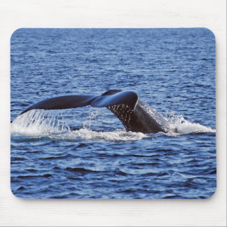 Humpback Whale Fluke, Victoria, BC Muismat
