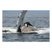 Humpback Whale Foto Afdruk (Voorkant)