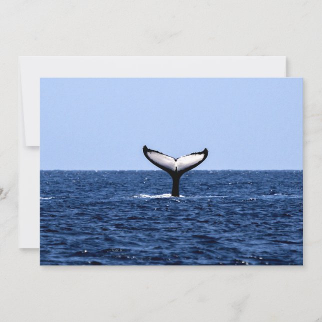 Humpback Whale in Ocean (Voorkant)