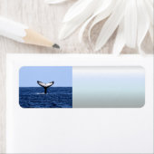 Humpback Whale in Ocean Etiket (Insitu)