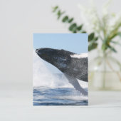Humpback Whale Jumping High Briefkaart (Staand voorkant)