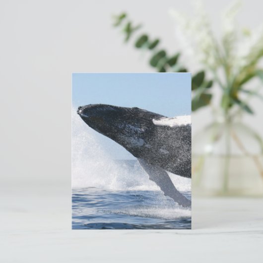 Humpback Whale Jumping High Briefkaart (Staand voorkant)