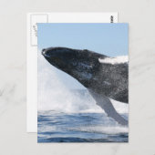 Humpback Whale Jumping High Briefkaart (Voorkant / Achterkant)