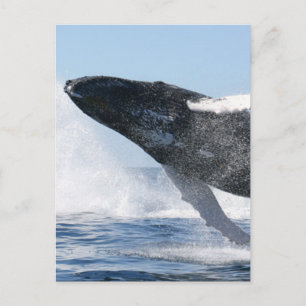 Humpback Whale Jumping High Briefkaart