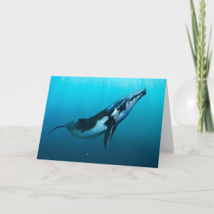 Humpback Whale Kaart