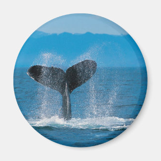 Humpback Whale Magneet