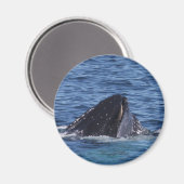 Humpback Whale Magneet (Voorkant / Achterkant)