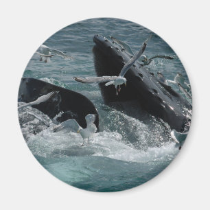 Humpback Whale Magnet Magneet