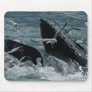 Humpback Whale-Muismat Muismat