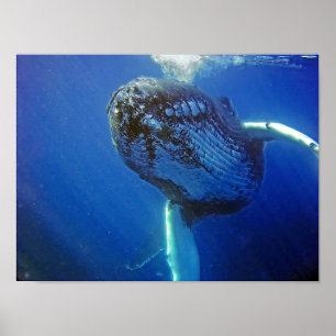 Humpback Whale Poster
