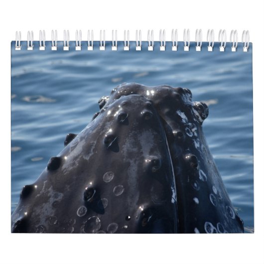 HUMPBACK WHALE QUEENSLAND AUSTRALIË KALENDER (Hoes)