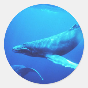 Humpback Whale Ronde Sticker