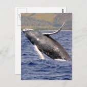 Humpback Whale Splashing Briefkaart (Voorkant / Achterkant)