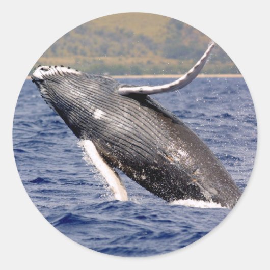 Humpback Whale Splashing Ronde Sticker (Voorkant)