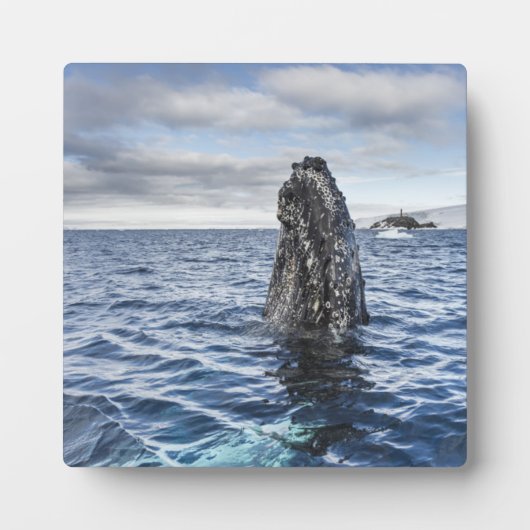 Humpback Whale Spyhops | Hope Bay, Antarctica Fotoplaat (Voorkant)