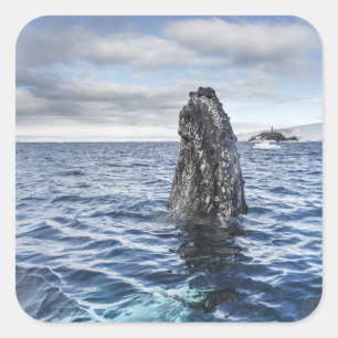 Humpback Whale Spyhops   Hope Bay, Antarctica Vierkante Sticker