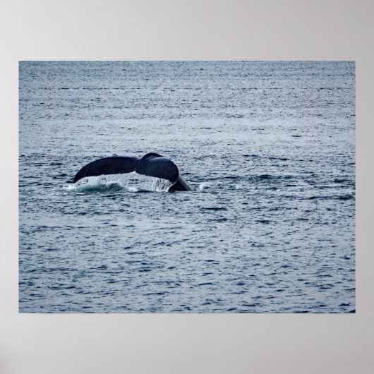Humpback Whale Tail Alaska Foto Poster (Voorkant)