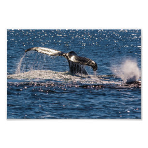 Humpback Whale Tail Fluke Photo Print Foto Afdruk