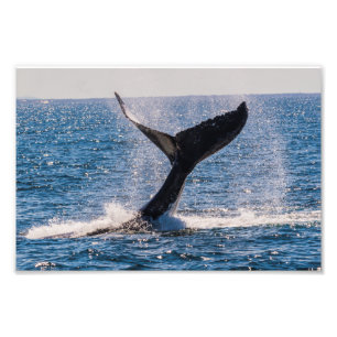 Humpback Whale - Tail Fluke Photo Print Foto Afdruk