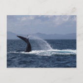 Humpback Whale Tail Splash Briefkaart (Voorkant)