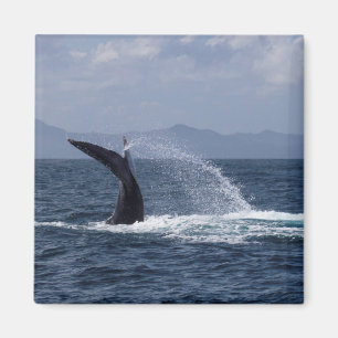 Humpback Whale Tail Splash Magneet