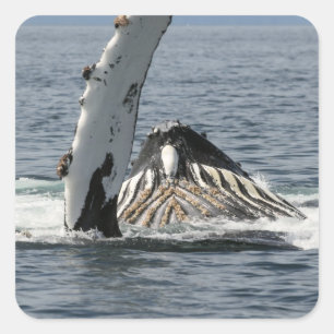 Humpback Whale Vierkante Sticker